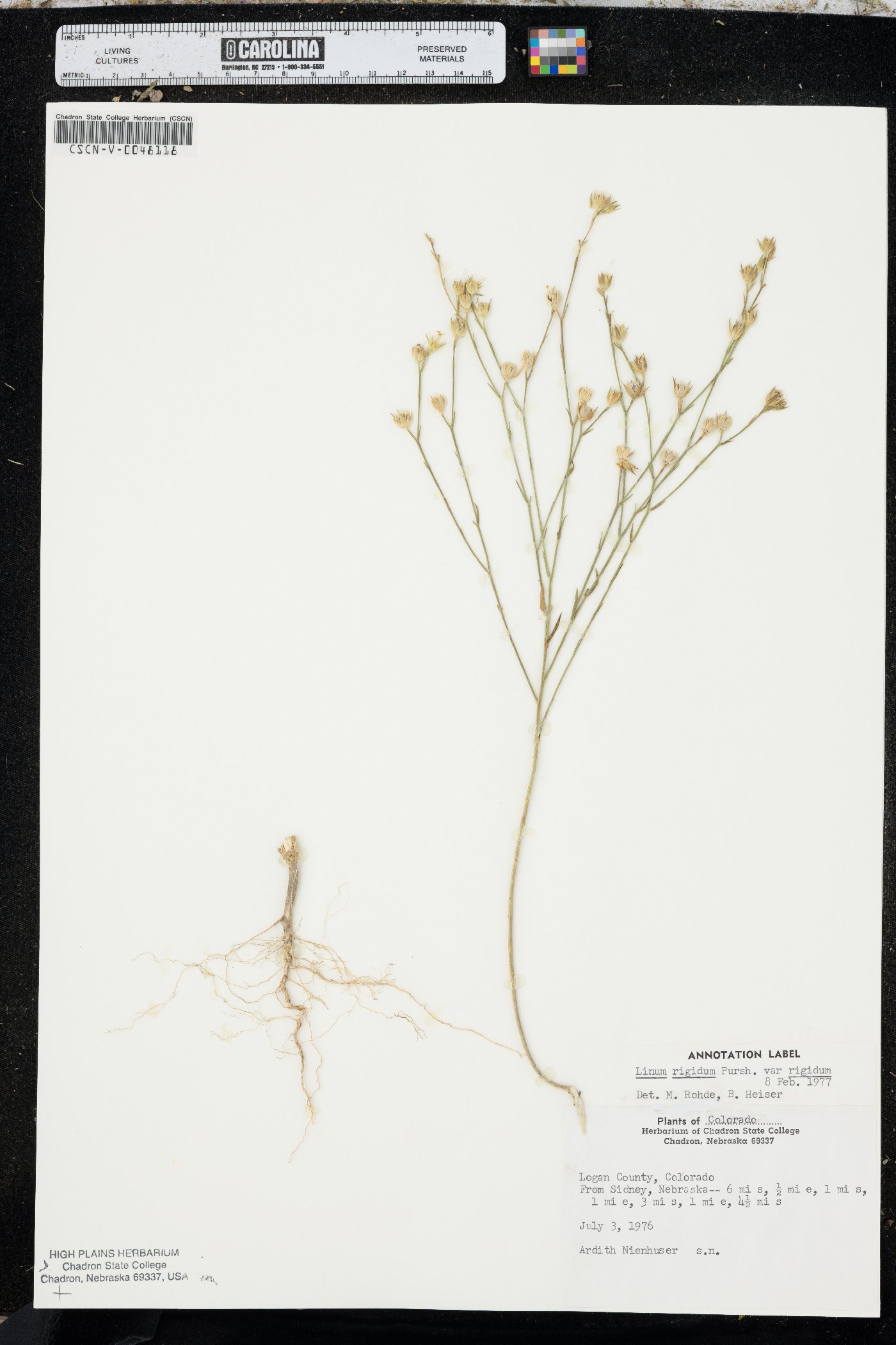 Linum rigidum image