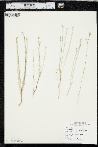 Linum rigidum image