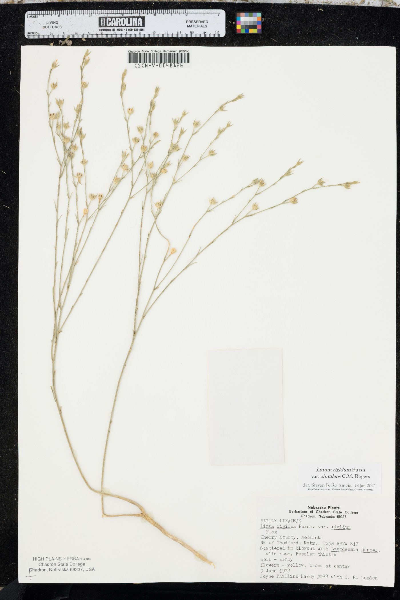 Linum rigidum image