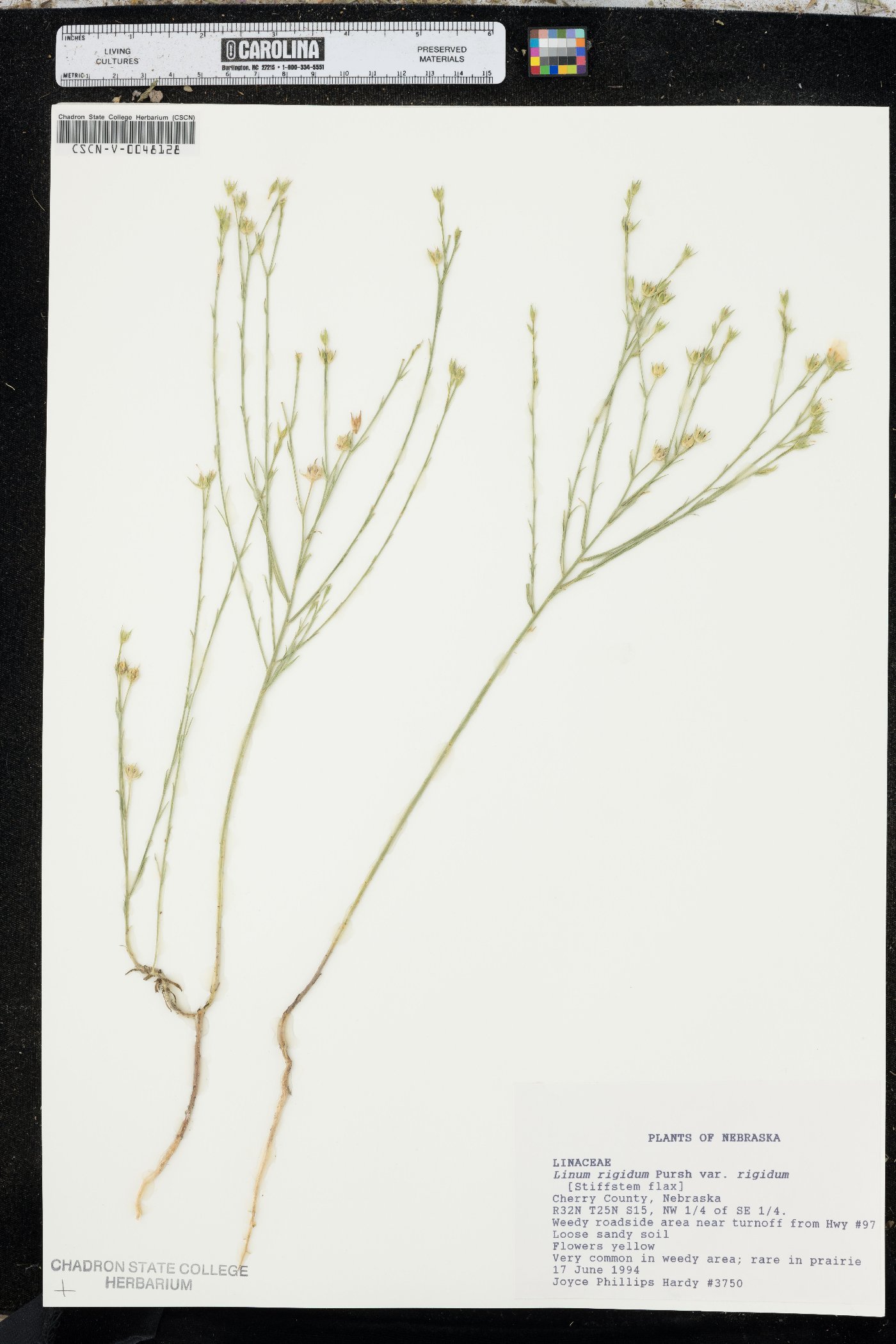 Linum rigidum var. rigidum image