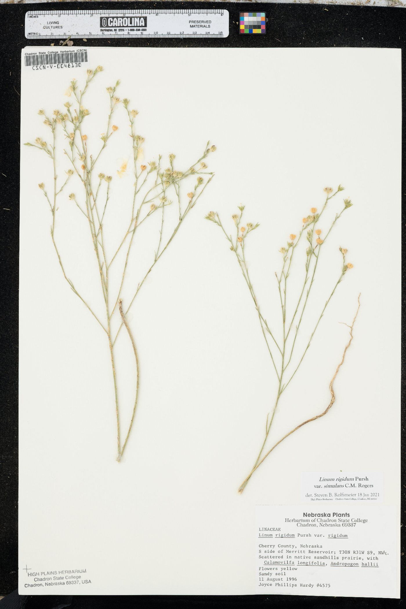 Linum rigidum var. simulans image