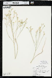 Linum rigidum image