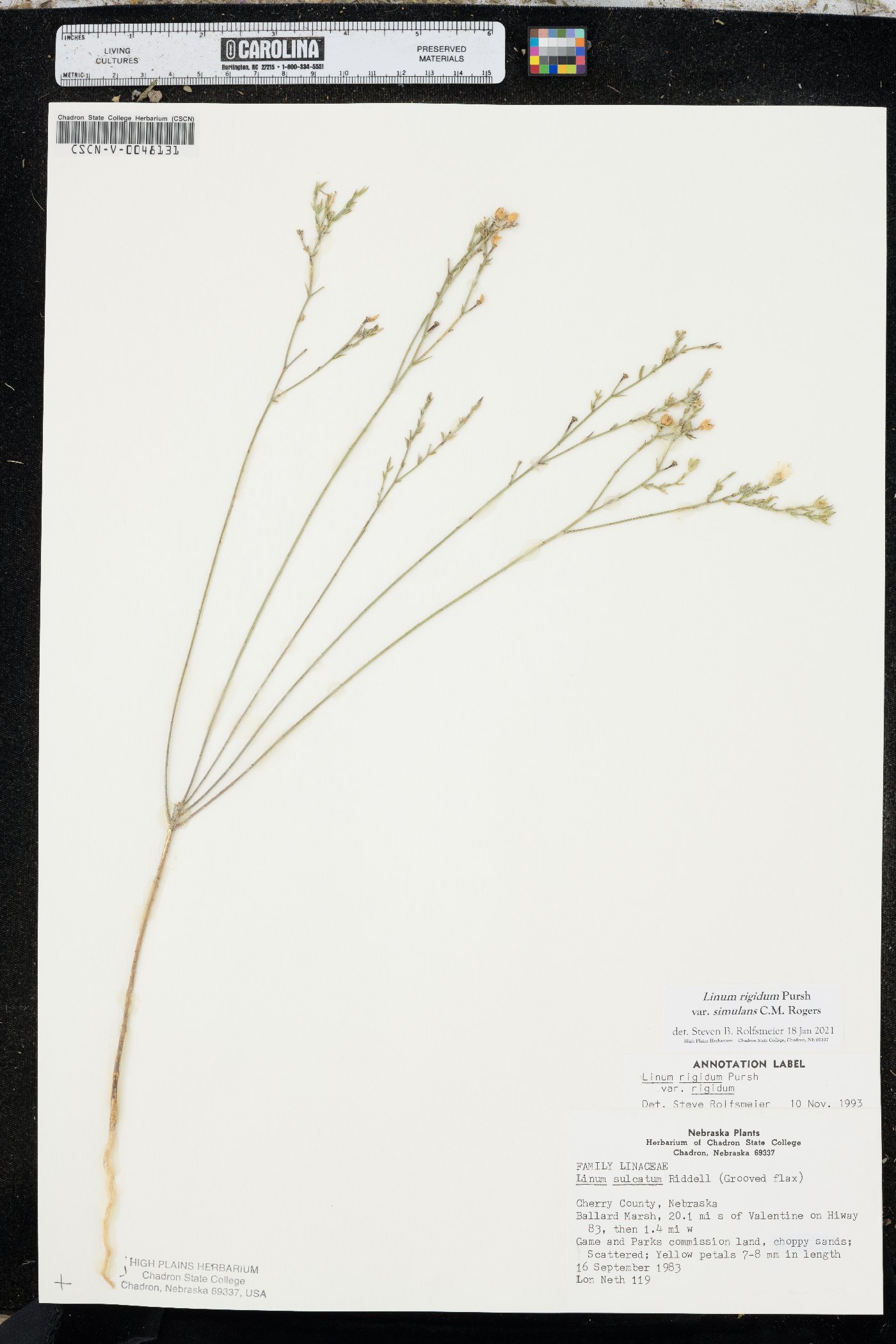 Linum rigidum var. simulans image