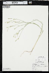 Linum rigidum image