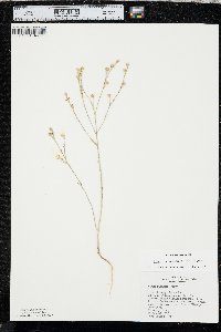 Linum rigidum image