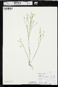 Linum rigidum image