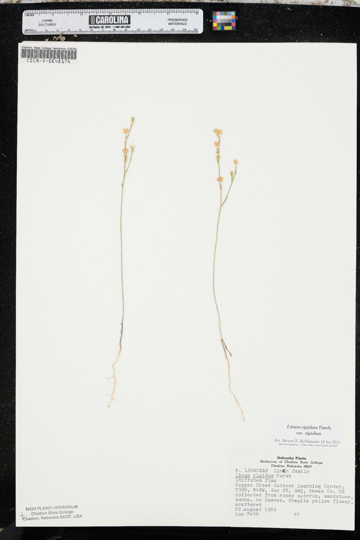 Linum rigidum image