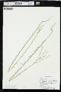 Linum sulcatum image