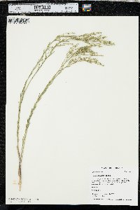 Linum sulcatum image