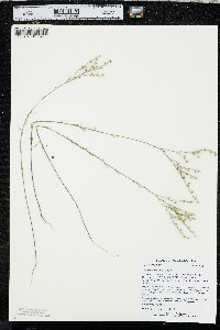 Linum sulcatum image