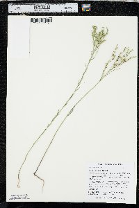 Linum sulcatum image