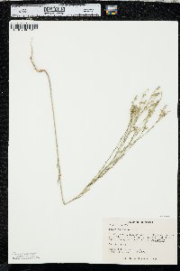 Linum sulcatum image