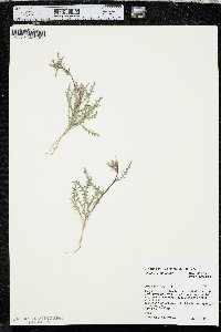 Mentzelia albicaulis image