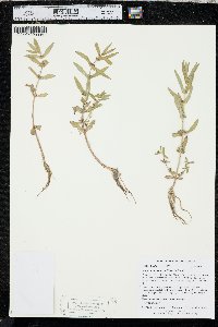Ammannia robusta image