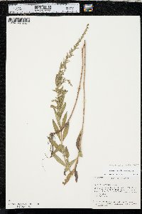 Lythrum lanceolatum image