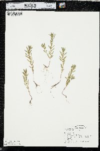 Rotala ramosior image