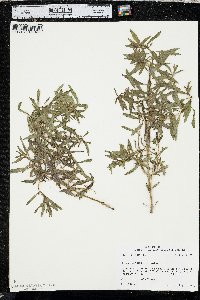 Rotala ramosior image