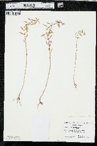 Rotala ramosior image