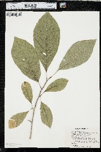 Magnolia acuminata image