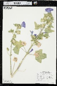 Alcea pallida image