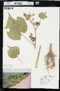 Abutilon theophrasti image