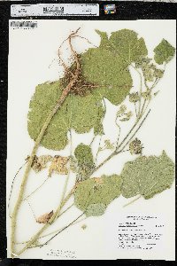 Abutilon theophrasti image