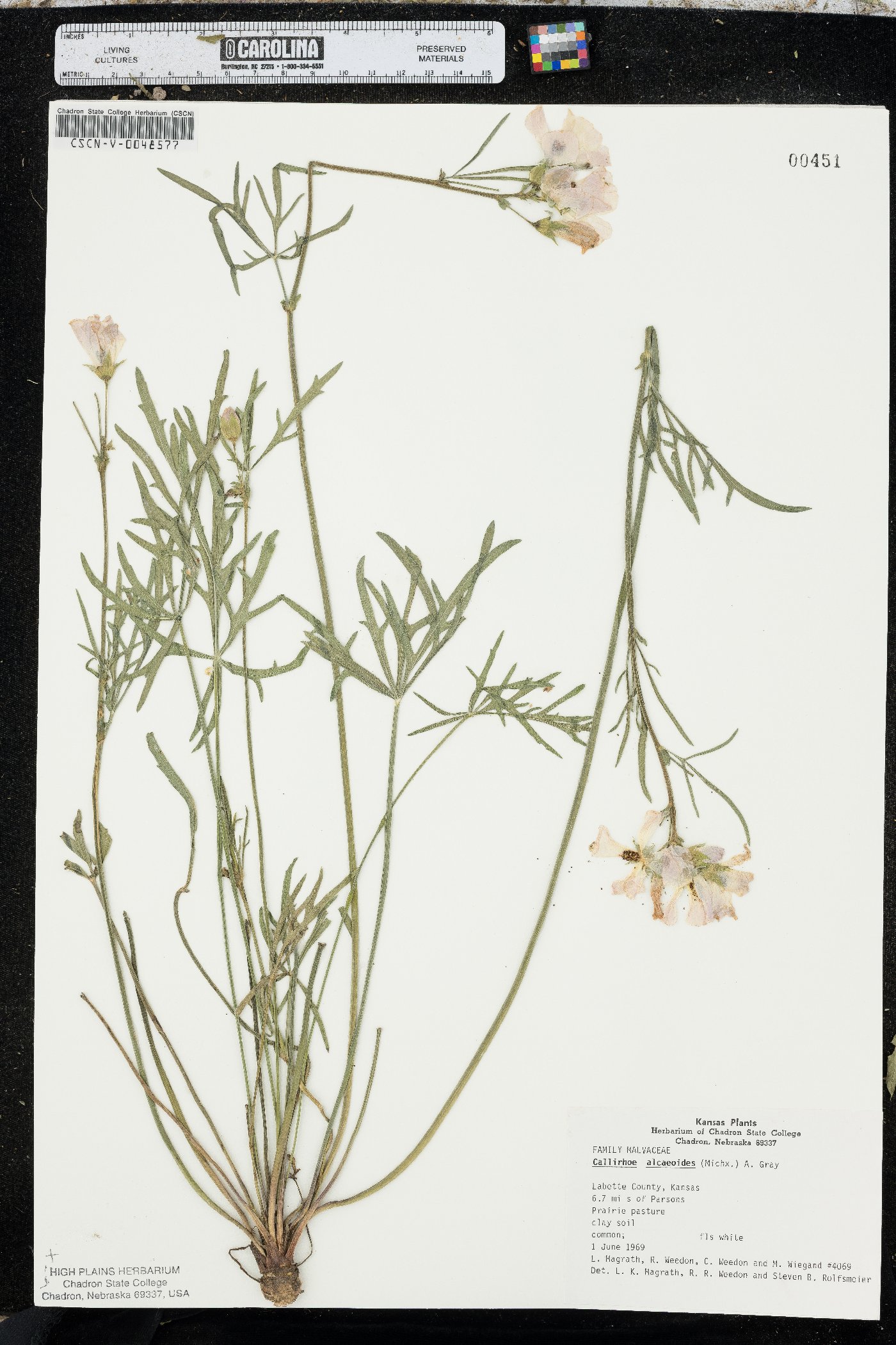 Callirhoe alcaeoides image