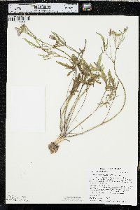 Callirhoe alcaeoides image