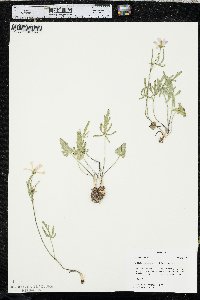 Callirhoe alcaeoides image