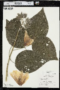 Hibiscus lasiocarpos image