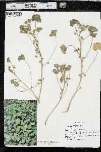 Malva neglecta image