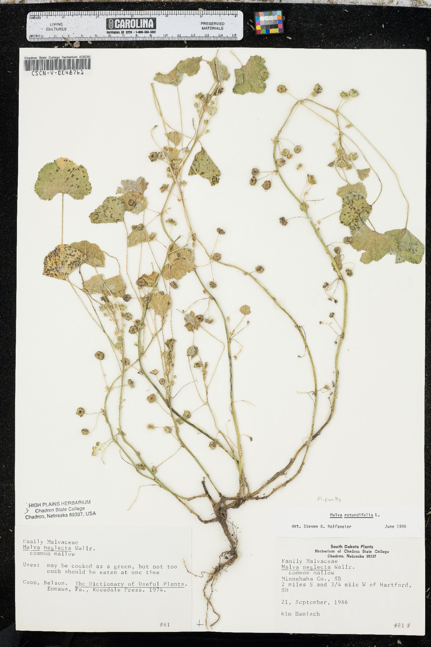 Malva pusilla image