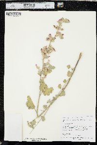 Sphaeralcea grossulariifolia image