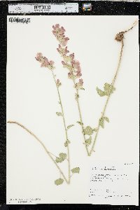 Sphaeralcea parvifolia image