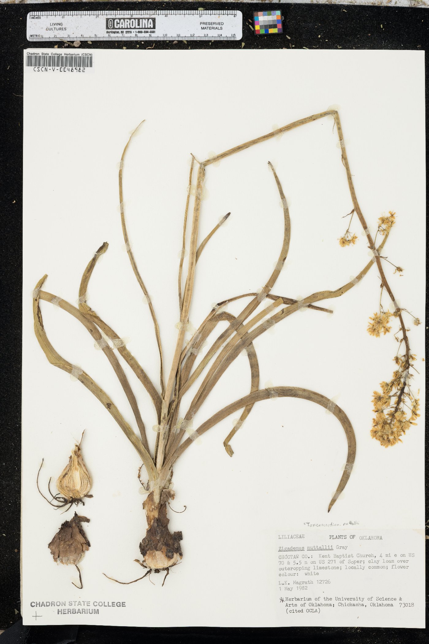 Toxicoscordion nuttallii image
