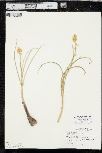 Toxicoscordion venenosum var. gramineum image