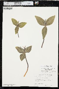 Trillium ludovicianum image