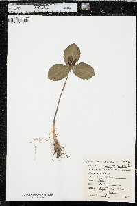 Trillium sessile image