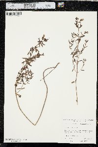 Rhexia lutea image