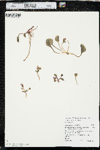 Claytonia nevadensis image