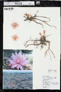 Lewisia rediviva image