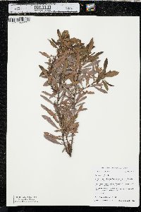 Myrica cerifera image