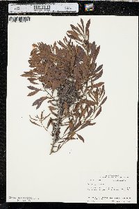 Myrica cerifera image