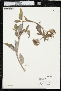 Abronia fragrans image