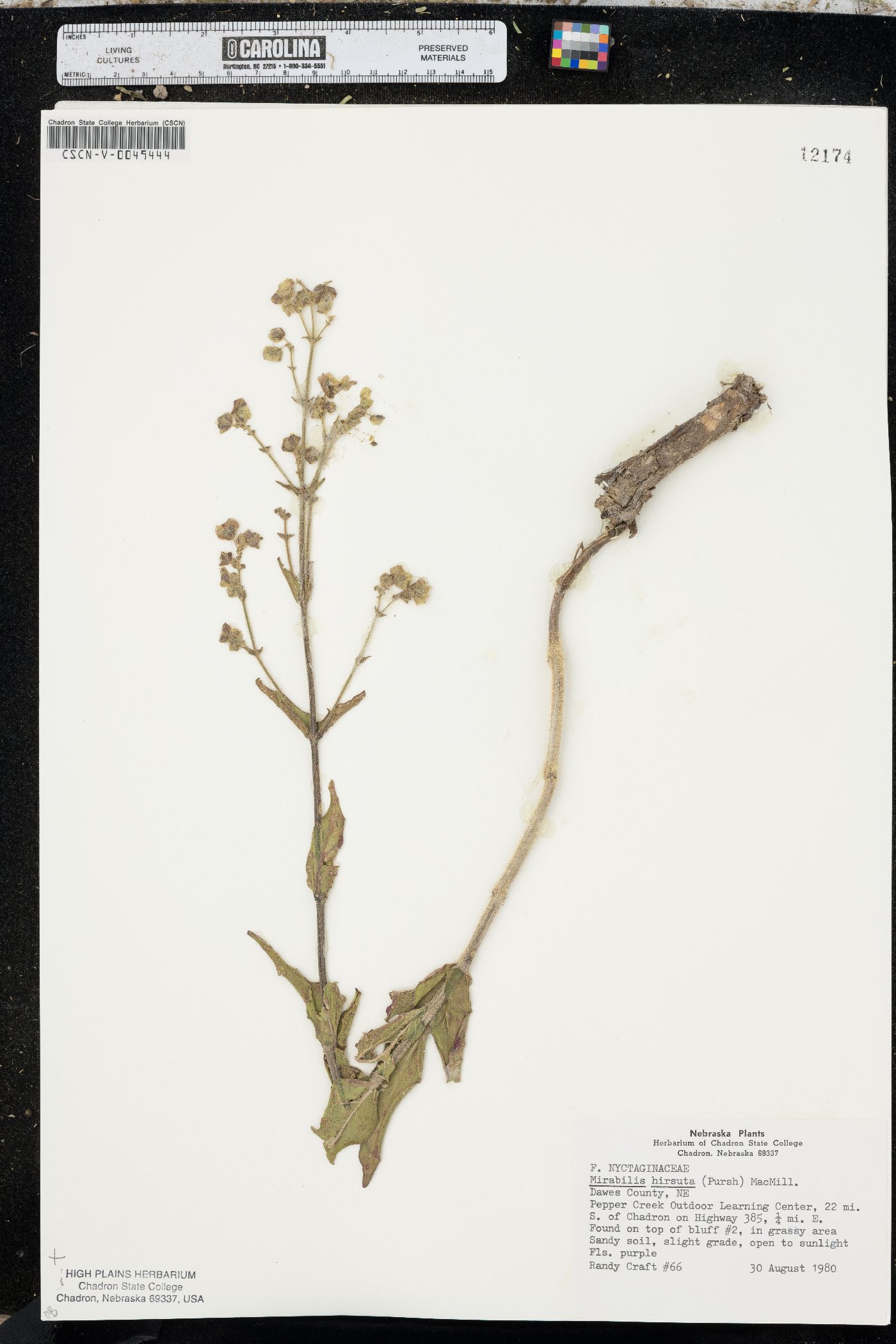 Mirabilis hirsuta image