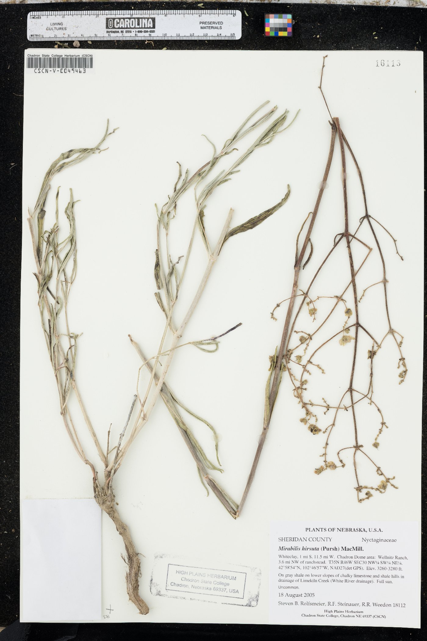 Mirabilis hirsuta image