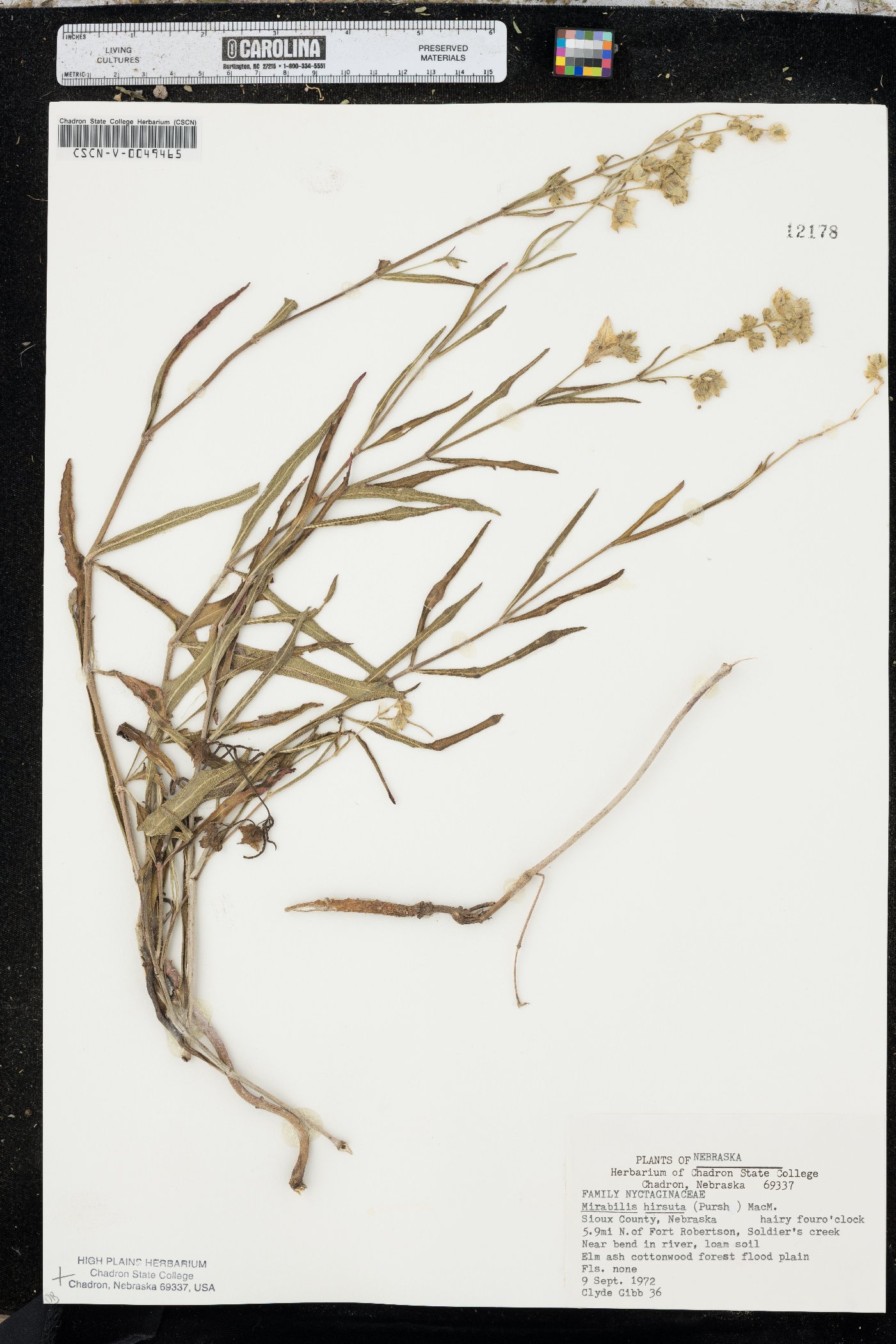 Mirabilis hirsuta image