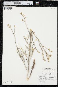 Mirabilis linearis image