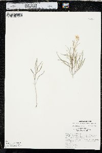 Mirabilis linearis image