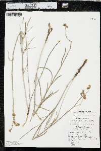 Mirabilis linearis image